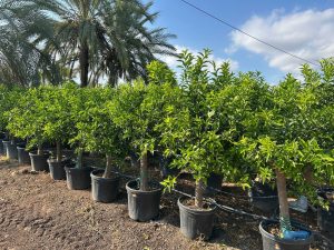 Mandarinenbaum - Citrus reticulata - 180 cm - Essbare Früchte