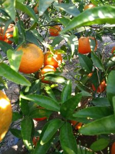 Mandarinenbaum - Citrus reticulata - 180 cm - Essbare Früchte
