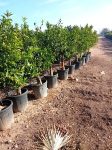 Mandarinenbaum - Citrus reticulata - 180 cm - Essbare Früchte
