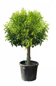 Mandarinenbaum - Citrus reticulata - 180 cm - Essbare Früchte