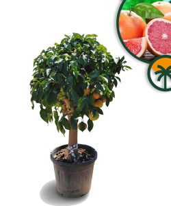 Grapefruitbaum - Citrus paradisi XL - 180 cm