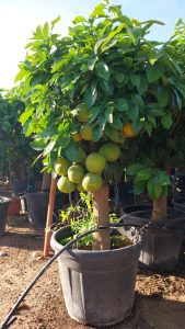 Grapefruitbaum - Citrus paradisi XL - 180 cm