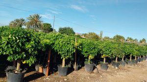Grapefruitbaum - Citrus paradisi XL - 180 cm