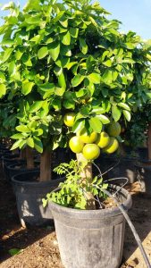 Grapefruitbaum - Citrus paradisi XL - 180 cm