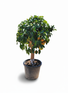 Grapefruitbaum - Citrus paradisi XL - 180 cm