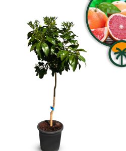 Grapefruitbaum - Citrus paradisi - 160 cm