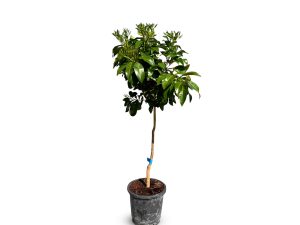 Grapefruitbaum - Citrus paradisi - 160 cm