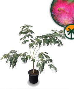 Seidenbaum - Albizia Ombrella - mehrstämmig - 120 cm