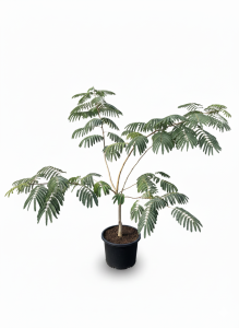 Seidenbaum - Albizia Ombrella - mehrstämmig - 120 cm