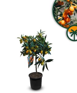 Zitrusbaum - Kumquatbaum - Citrus fortunella - 90 cm