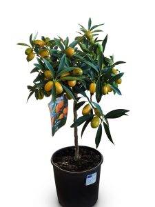 Zitrusbaum - Kumquatbaum - Citrus fortunella - 90 cm