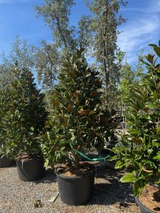 Magnolia grandiflora 'Gallisoniensis' - 240 cm