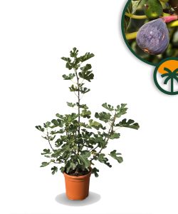Feigenbaum in Strauchform - Ficus carica Brown Turkey - 100 cm