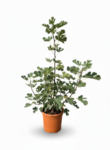 Feigenbaum in Strauchform - Ficus carica Brown Turkey - 100 cm