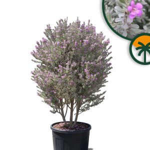 Leucophyllum frutescens – Texas-Salbei – 200 cm