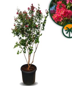Kreppmyrte - Lagerstroemia indica - mehrstämmig - 200 cm - Rote Blüten