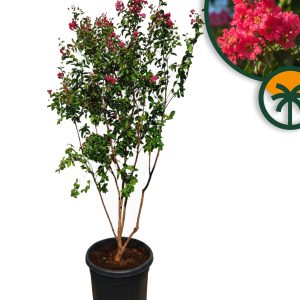 Kreppmyrte - Lagerstroemia indica - mehrstämmig - 200 cm - Rote Blüten