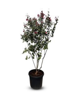 Kreppmyrte - Lagerstroemia indica - mehrstämmig - 200 cm - Rote Blüten