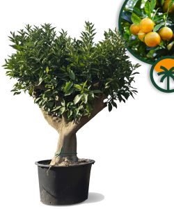 Orangenbaum XXL - Citrus sinensis - 200 cm