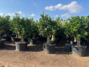 Orangenbaum XXL - Citrus sinensis - 200 cm