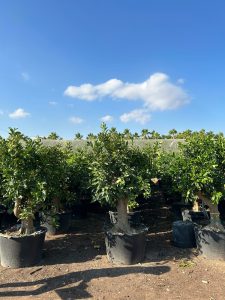 Orangenbaum XXL - Citrus sinensis - 200 cm