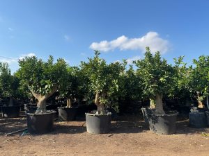 Orangenbaum XXL - Citrus sinensis - 200 cm