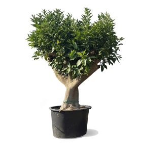 Orangenbaum XXL - Citrus sinensis - 200 cm