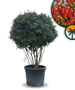 Photinia fraseri 'Red Robin' - mehrstämmig - 220 cm