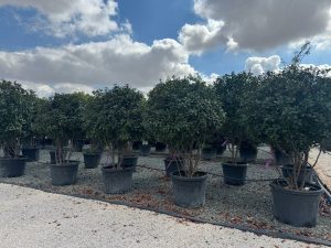 Photinia fraseri 'Red Robin' - mehrstämmig - 220 cm