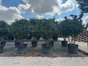Photinia fraseri 'Red Robin' - mehrstämmig - 220 cm