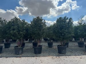 Photinia fraseri 'Red Robin' - mehrstämmig - 220 cm