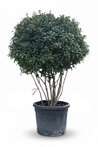 Photinia fraseri 'Red Robin' - mehrstämmig - 220 cm