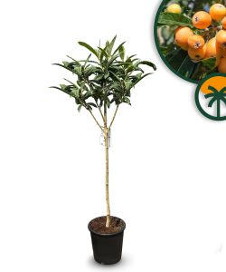 Japanische Wollmispel - Eriobotrya japonica - 160 cm