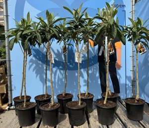 Japanische Wollmispel - Eriobotrya japonica - 160 cm