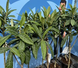 Japanische Wollmispel - Eriobotrya japonica - 160 cm
