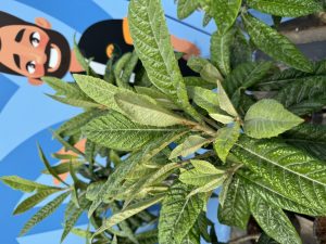 Japanische Wollmispel - Eriobotrya japonica - 160 cm
