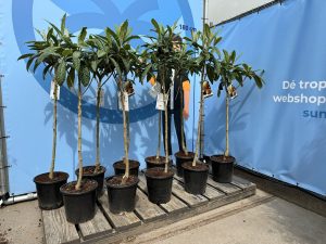 Japanische Wollmispel - Eriobotrya japonica - 160 cm