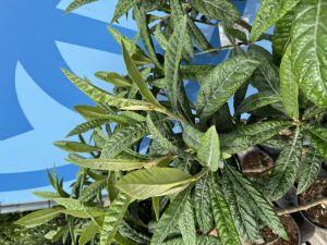 Japanische Wollmispel - Eriobotrya japonica - 160 cm