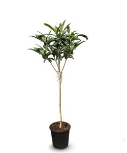 Japanische Wollmispel - Eriobotrya japonica - 160 cm