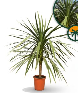 Palme - Cordyline australis - 160 cm
