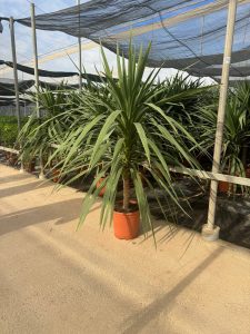 Palme - Cordyline australis - 160 cm