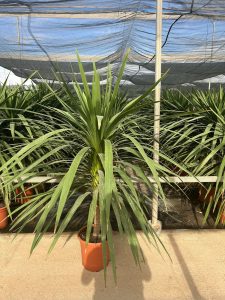Palme - Cordyline australis - 160 cm