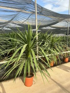 Palme - Cordyline australis - 160 cm