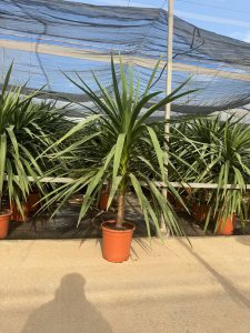 Palme - Cordyline australis - 160 cm