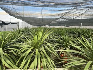 Palme - Cordyline australis - 160 cm