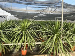 Palme - Cordyline australis - 160 cm
