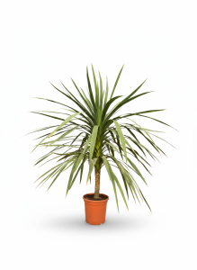 Palme - Cordyline australis - 160 cm