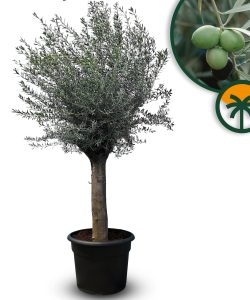 Olivenbaum - Olea europaea - 50 Jahre - 250 cm
