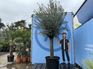 Olivenbaum - Olea europaea - 50 Jahre - 250 cm