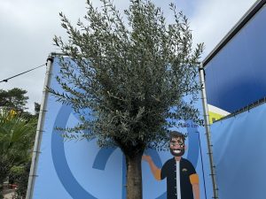 Olivenbaum - Olea europaea - 50 Jahre - 250 cm